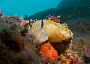 Une Doris Géante (Hypselodoris Picta Picta) observé à la Sèche Saint-Pierre