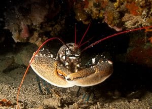 Plongée au Crau de Nao : vue d'un Homard de Méditerranée