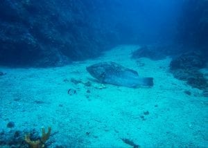 Mérou brun - Epinephelus marginatus - La Lauve Cap d'Antibes
