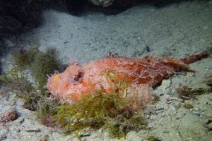 Chapon de Méditerranée - Scoepaena scrofa - Hôtel du Cap