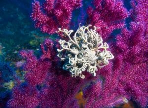 Plongée profonde Arenas : vue d'un Gorgonocéphale (Astrospartus mediterraneus) sur une gorgone Mauve