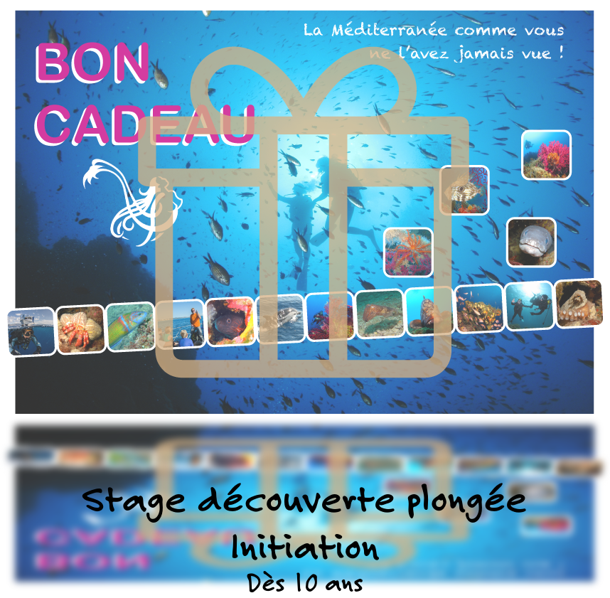 Bon cadeau pour un stage de découverte de la plongée et initiation en Méditerranée, avec des images de la faune marine et des plongeurs.