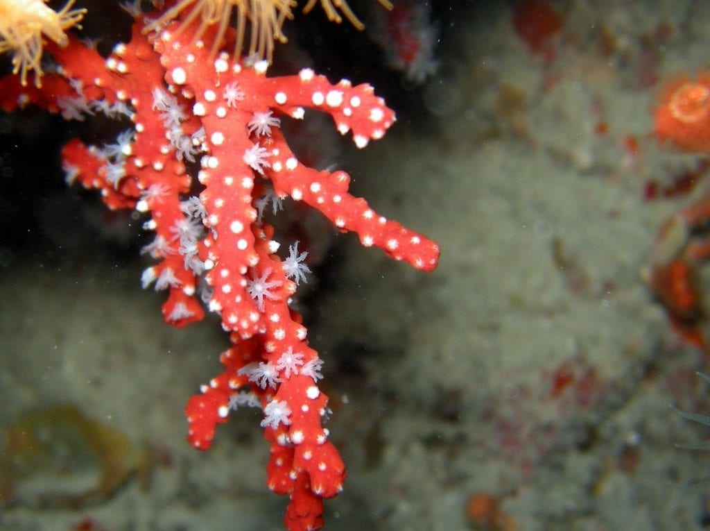 Corail rouge de méditerranée - Grotte à Corail