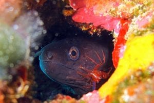 Murène de Méditerranée - Muraena helena Linnaeus - Grande Baie