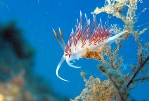 Plongée à la Grotte du Lido : vue d'une Fabelline - Flabellina Peregrina