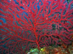 Plongée à la Pointe du Gaton : vue sur d'une Gorgone rouge - Paramuricea clavata