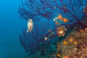 Plongée au Cap de Nice : vue sur le tombant, des Gorgone et œufs de calamars