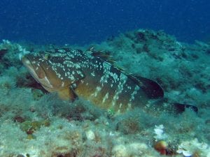 Mérou brun posé sur le fond sur le site de plongée de Cap Gros au Cap d'Antibes
