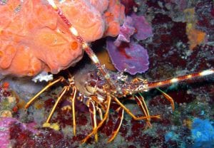 Langouste - Palinurus elephas - Maeterlinck