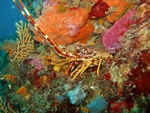 Plongée la Grenille au large d'antibes: vue d'une Langouste sortant de son trou