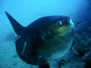 Plongée à Péquerolle : vue d'un Poisson lune Méditerranée - Mola Mola