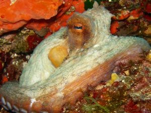 Un Poulpe (Octopus vulgaris) observé sur le site de plongée des Antoinettes au Cap d'Antibes
