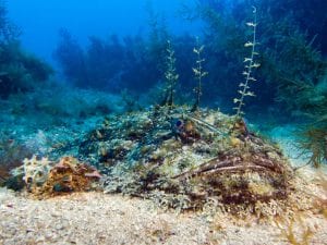 Baudroie (Lotte) - Lophius piscatorius - Raventurier