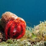 bernard l'hermite vue en snorkeling à Antibes
