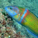 Girelle paon vue en snorkeling à Nice