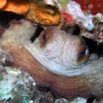 Poulpe vue en snorkeling à Antibes