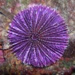 Oursin vue en randonnée subaquatique à Villefranche sur Mer