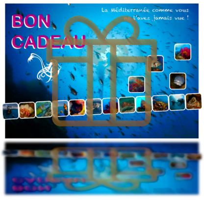 Bon Cadeau / Carte cadeau sortie PMT, snorkeling ou randonnée subaquatique, pour les enfant et/ou adulte, pour découvrir les merveilles sous-marines à Villefranche sur Mer, Nice, Saint-Laurent-du-Var, Cagnes, Antibes, Cannes. dans les Alpes-Maritime.