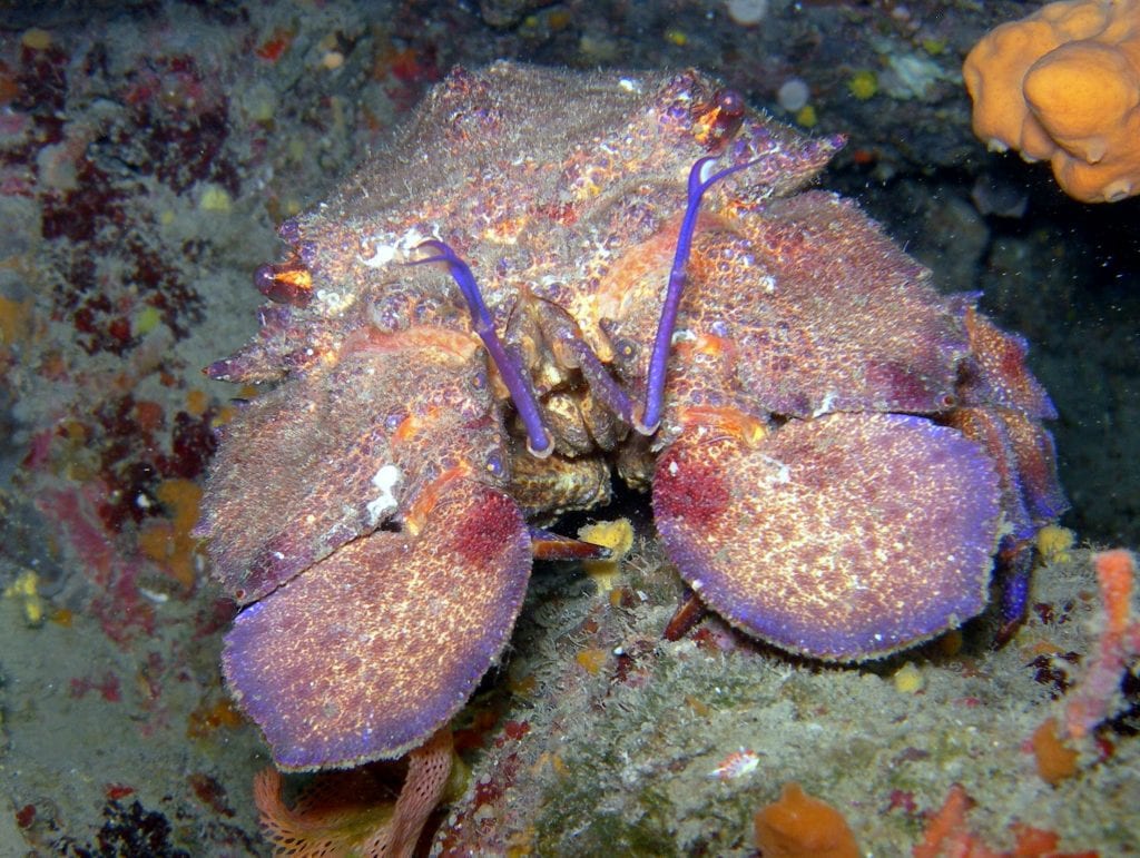 Cigales de mer - Scyllarus arctus - Le Rascoui
