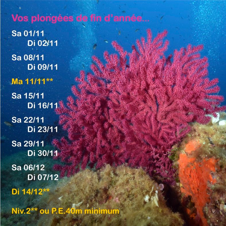Planning des plongées Novembre et décembre 2025 de Nice à Antibes